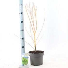 Dekoratyvinis medis, klevas plaštakinis "Bi-hoo", vazonėlio skersmuo 19 cm.
