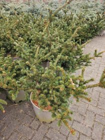 Spygliuotis, eglė dygioji "Lucky Strike", aukštis 70-80 cm., vazonas 25 l.