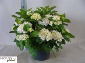 Dekoratyvinis krūmas, hortenzija "White Sun", vazonėlio skersmuo 29 cm.