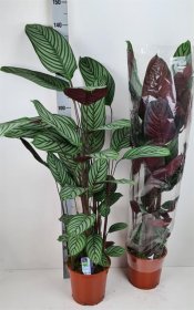 Kambarinis augalas, ktenantė, vazonėlio skersmuo 24 cm.