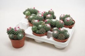 Kambarinis augalas, mamiliarija, vazonėlio skersmuo 11 cm.