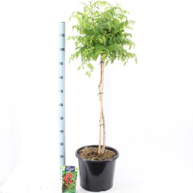 Vijoklinis augalas, ląstūnė stambiažiedė "Fire Trumpet Vine", vazonėlio skersmuo 32 cm.