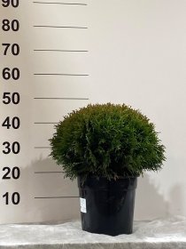 Spygliuotis, tuja "Danica", vazonėlio skersmuo 24 cm.
