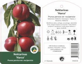 Vaismedis, nektarinas “Harco” (Prunus persica var. nucipersica)