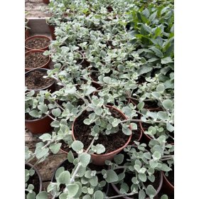 Vienmetė gėlė, šlamutis, vazonėlio skersmuo 11 cm.