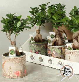 Kambarinis augalas, fikusas (bonsai), vazonėlio skersmuo 13 cm.