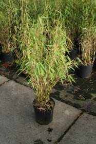 Žolinis augalas, skėtinis bambukaitis "Fresh Green", aukštis 60-80 cm., vazonas 5 l.