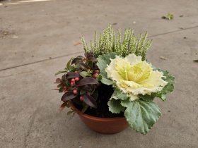 Vienmetė gėlė, rudeninių gėlių kompozicija, vazonėlio skersmuo 21 cm.