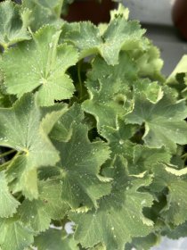 Daugiametė gėlė, rasakila, vazonėlio skersmuo 15 cm.