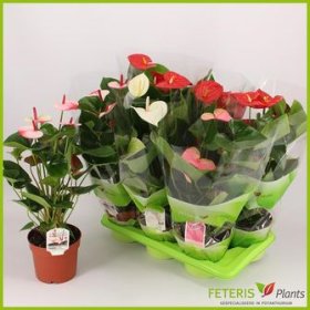 Kambarinis augalas, anturis, vazonėlio skersmuo 17 cm.