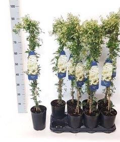 Vijoklinis augalas, raganė "Joe", vazonėlio skersmuo 17 cm.