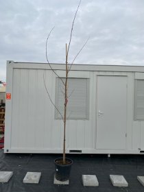 Dekoratyvinis medis, klevas "Red Sunset", vazonėlio skersmuo 42 cm.