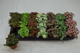 Kambarinis augalas, fitonija, įvairi, vazonėlio skersmuo 9 cm.