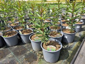 Daugiametė gėlė, veronikūnas, vazonėlio skersmuo 19 cm.