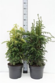 Spygliuotis, kukmedis, aukštis 70-90 cm., vazonas 10 l.