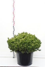 Spygliuotis, pušis kalninė "Klostergrun", aukštis 80-90 cm., vazonas 65 l.