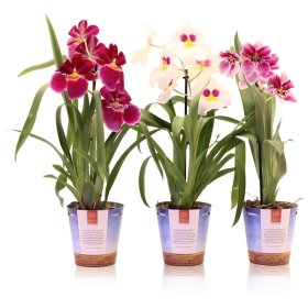 Kambarinis augalas, orchidėja (Phalaenopsis) "Miltoniopsis", vazonėlio skersmuo 12 cm.