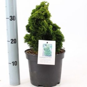 Spygliuotis, puskiparisis bukasis "Aurora, vazonėlio skersmuo 19 cm.