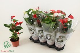 Kambarinis augalas, anturis, įvairios spalvos, vazonėlio skersmuo 14 cm.