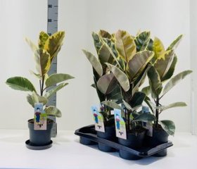 Kambarinis augalas, fikusas "El Tineke", vazonėlio skersmuo 17 cm.