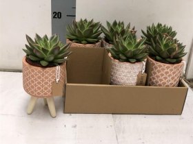 Kambarinis augalas, lapinis, vazonėlio skersmuo 10 cm.