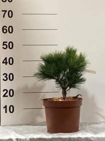 Spygliuotis, pušis "Greg", vazonėlio skersmuo 23 cm.