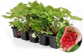 Žemuogės sodinukas, žemuogės raudonos