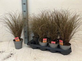 Žolinis augalas, viksva "Bronze Form", vazonėlio skersmuo 13 cm.