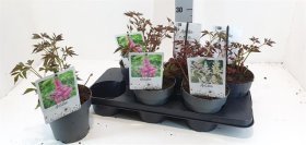 Daugiametė gėlė, astilbė, vazono skersmuo 15 cm.