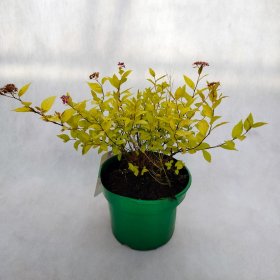 Dekoratyvinis krūmas, lanksva japoninė "Golden Princess", vazonas 3 l.