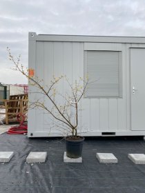 Dekoratyvinis krūmas, sedula vaistinė, vazonėlio skersmuo 36 cm.