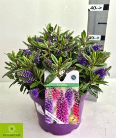 Dekoratyvinis krūmas, hebė "Matata Blu Kiwi", vazonėlio skersmuo 23 cm.