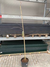 Dekoratyvinis medis, ginkmedis "Biloba", vazonėlio skersmuo 33 cm.