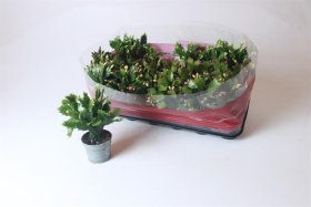 Kambarinis augalas, plokštenis, vazonėlio skersmuo 9 cm.