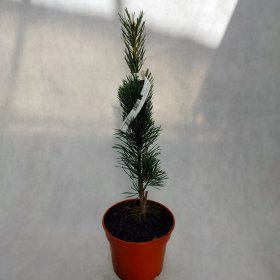Spygliuotis, pušis paprastoji "Fastigiata", vazonėlio skersmuo 20 cm.
