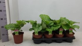 Kambarinis augalas, kalatėja "Orbifolia", vazonėlio skersmuo 14 cm.