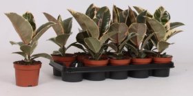 Kambarinis augalas, fikusas "Tineke", vazonėlio skersmuo 12 cm.