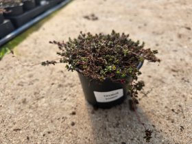 Prieskoninis augalas, čiobrelis, vazonėlio skersmuo 10 cm.