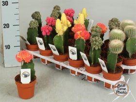 Kambarinis augalas, nuogulis, vazonėlio skersmuo 8 cm.