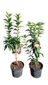 Dekoratyvinis krūmas, alyva paprastoji, įvairios, vazonas 5 l