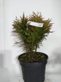 Spygliuotis, tuja vakarinė "Danica", vazonas 3 l.