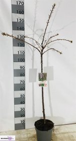 Dekoratyvinis medis, sakura "Shidare Za", vazonėlio skersmuo 26 cm.