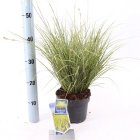 Žolinis augalas, viksva "Auroevariegata", vazonėlio skersmuo 40 cm.