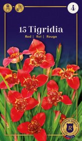 Margųjų tigrenių Red svogūnėliai, 15 vnt., 7/+, Supreme, 659112, (P)