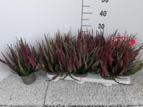 Vienmetė gėlė, viržis, vazonėlio skersmuo 10 cm.