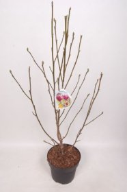 Dekoratyvinis medis, magnolija, vazonėlio skersmuo 27 cm.