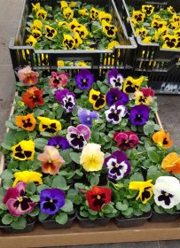 Vienmetė gėlė, našlaitė, "SODO GAMA", vazonėlio skersmuo 9 cm.