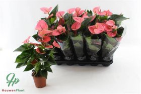 Kambarinis augalas, anturis "Sweet Dream", vazonėlio skersmuo 12 cm.