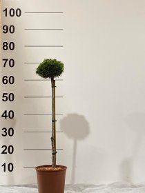 Spygliuotis, pušis "San Sebastian", ant stiebo, vazonėlio skersmuo 23 cm.