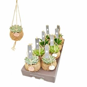 Kambarinis augalas, sukulentas "Kokedama", pakabinamas, vazonėlio skersmuo 12 cm.